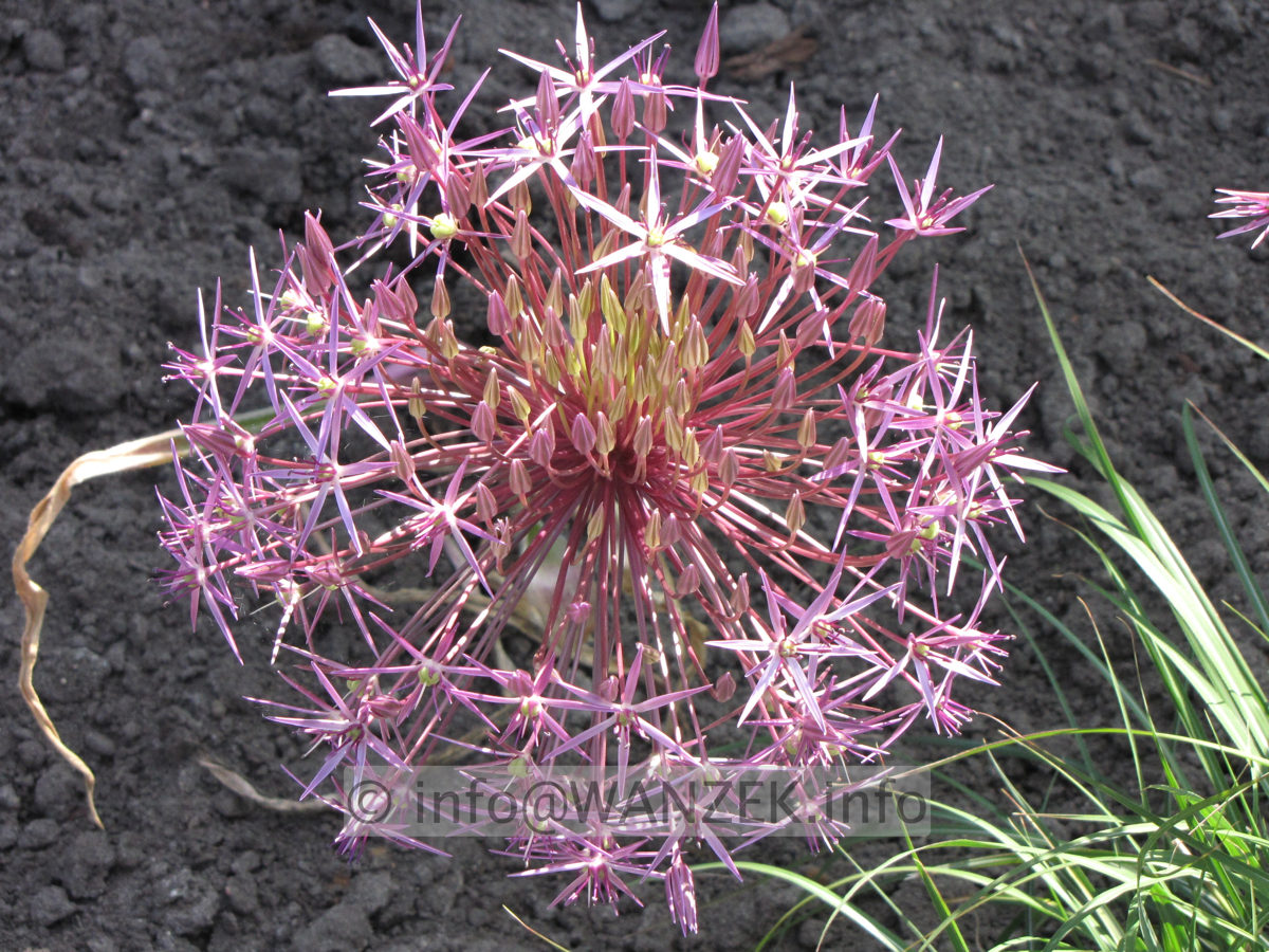 Allium christophii - halboffen.JPG